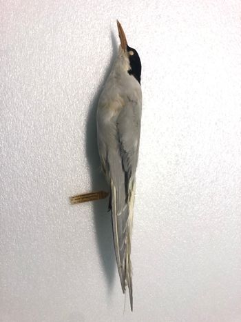 Media type: image;   Ornithology 70664 Description: Image of skin specimen - lateral view. lateral view of entire skin specimen.;